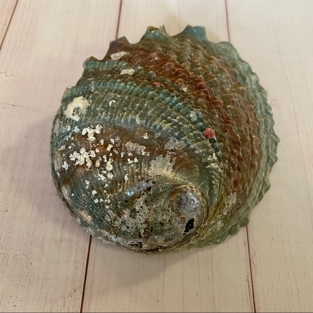 Vintage Abalone Sea Shell - Picture 7 of 9